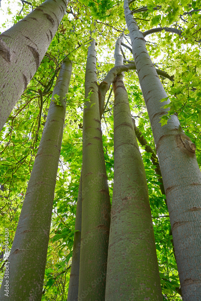 Fototapeta premium lacebark tree Brachychiton discolor Australia