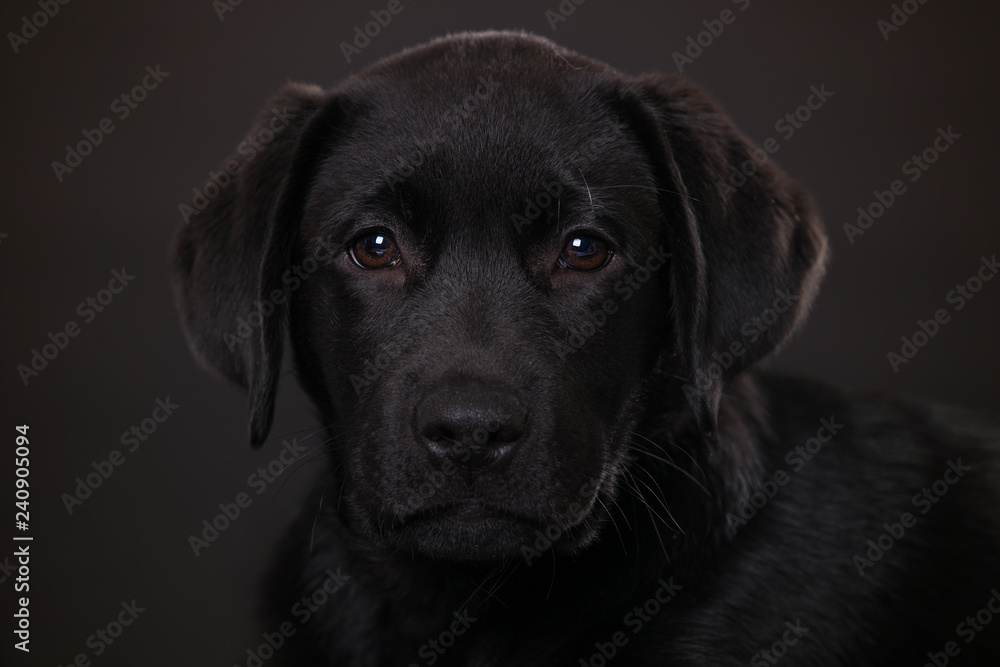 Labrador puppy on black background