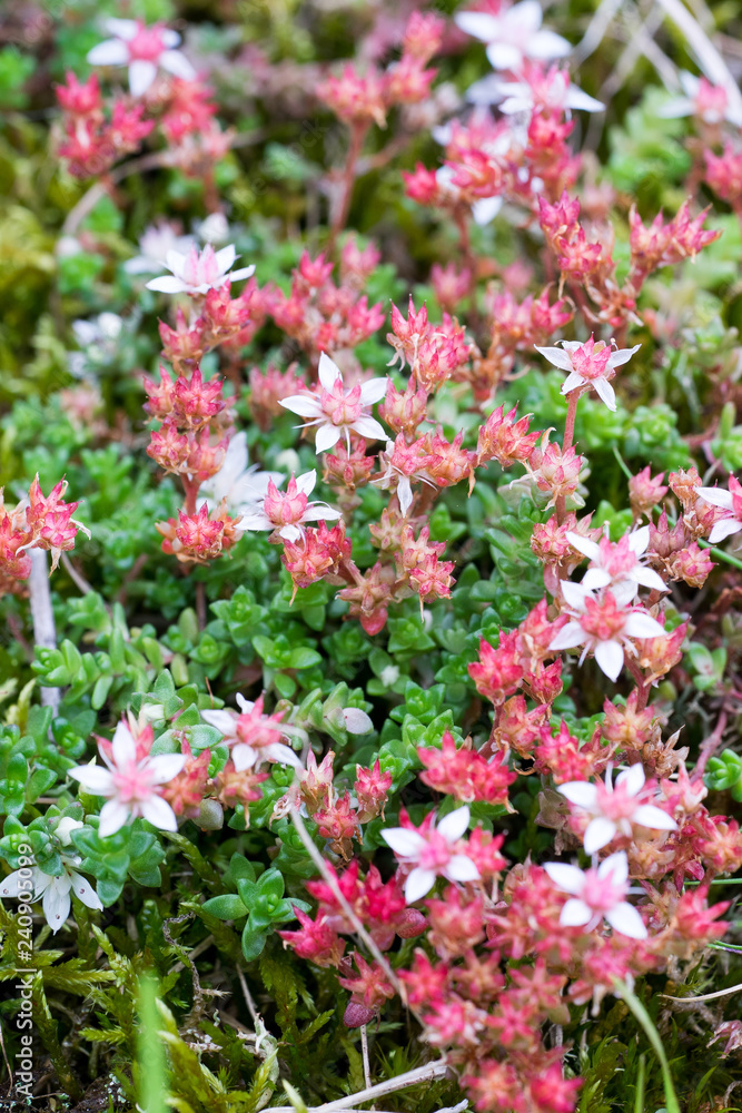 Obraz premium Closeup of English Stonecrop flowers (Sedum anglicum) in Scottish Heathland