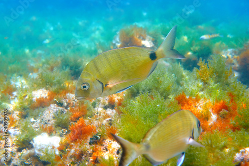 Fototapeta Naklejka Na Ścianę i Meble -  Diplodus Sargus fish underwater Mediterranean