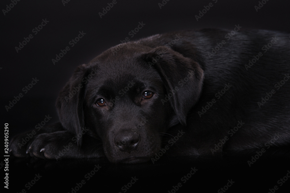 Labrador puppy on black background