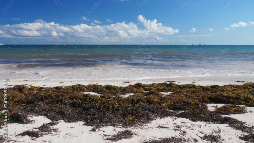 Tropical beach with sargassum seaweed. Caribbean ecology problem Tropical beach with sargassum seaweed. Caribbean ecology problem