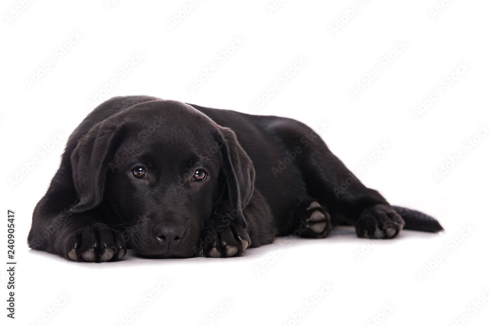 Labrador puppy isolated on white background Labrador puppy isolated on white background