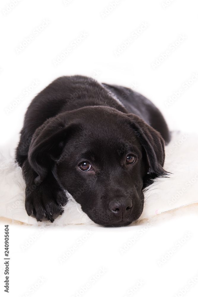 Fototapeta premium Labrador puppy isolated on white background
