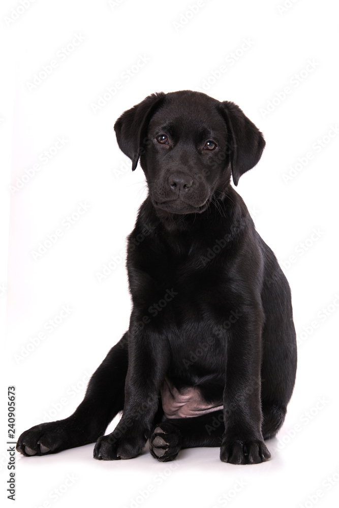 Labrador puppy sitting isolated on white background