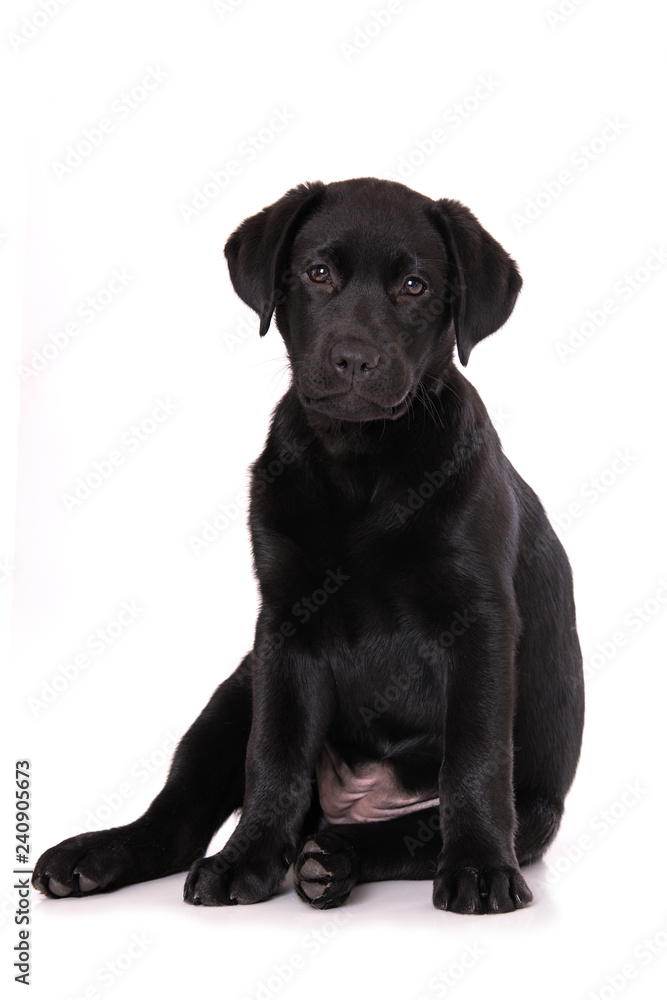 Labrador puppy sitting isolated on white background Labrador puppy sitting isolated on white background