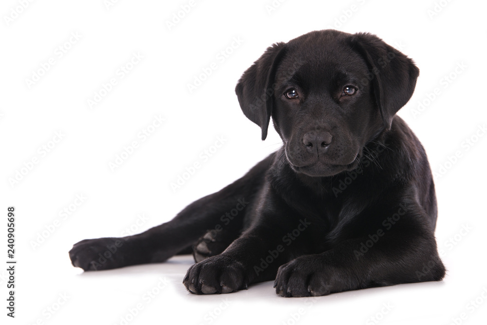 Obraz premium Labrador puppy isolated on white background