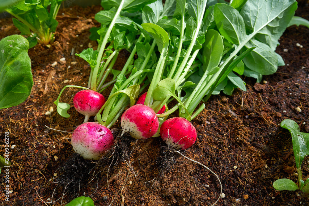Radishes in an orchard at urban garden Radishes in an orchard at urban garden