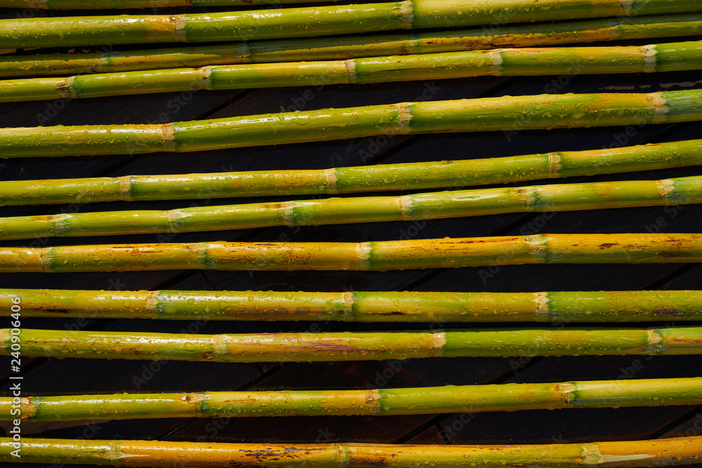 River canes green fresh for agriculture River canes green fresh for agriculture