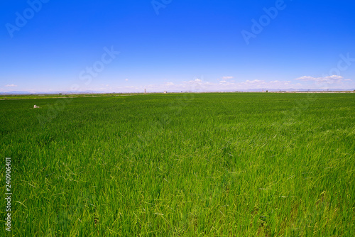 Rice fields in Valencia Safor area Spain