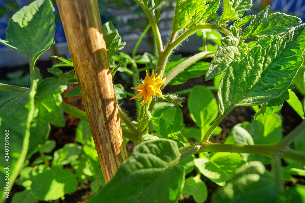 Obraz premium Tomatoes plant with flowers tomato bloom