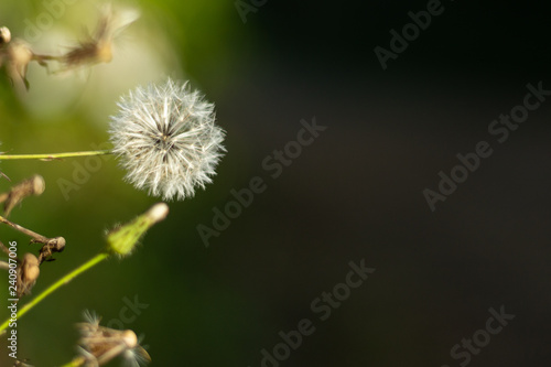 white dandelion with dark background
