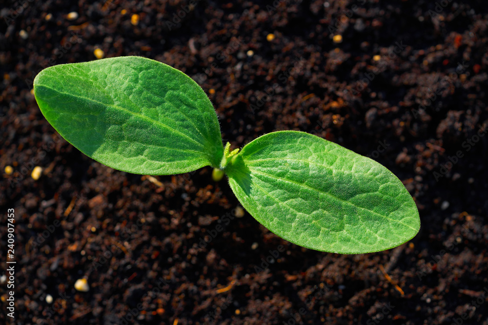 zucchini plant from seedlings in an orchard zucchini plant from seedlings in an orchard
