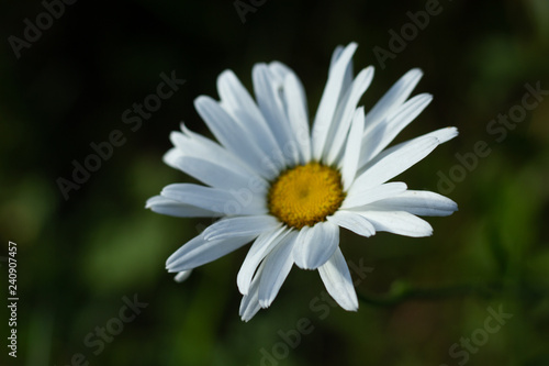 daisy close up with dark background