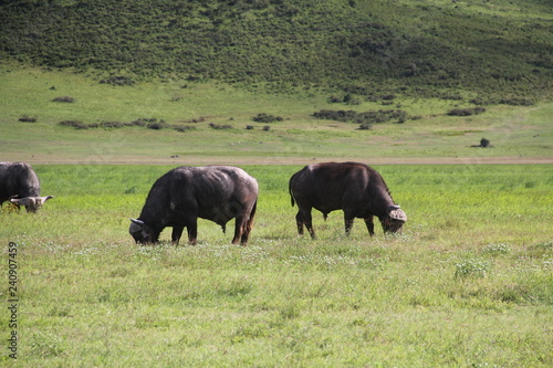 Cape buffalo grazing in the Ngorongoro Crater