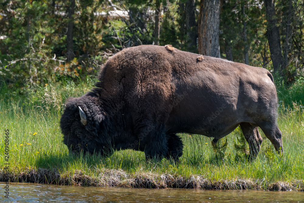 American Bison in the Lamar Valley of Yellowstone National Park USA American Bison in the Lamar Valley of Yellowstone National Park USA