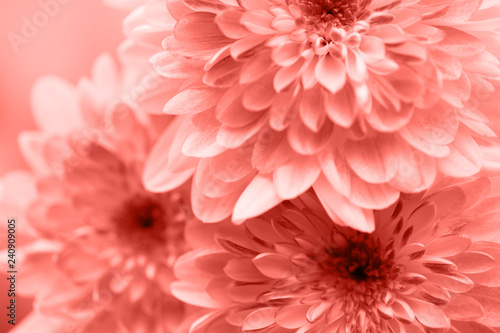 Dahlia flowers close up for living coral  background.