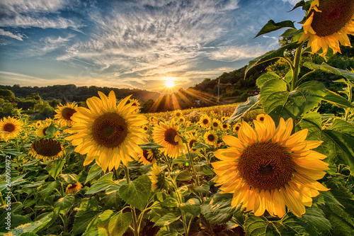 Sonnenblumen im Sonnenuntergang  photo