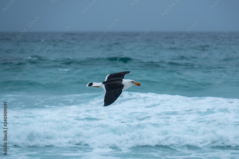Pacific Gull (Larus pacifica) flying off the Friendly Beaches, Freycinet National Park, Tasmania on a stormy day Pacific Gull (Larus pacifica) flying off the Friendly Beaches, Freycinet National Park, Tasmania on a stormy day