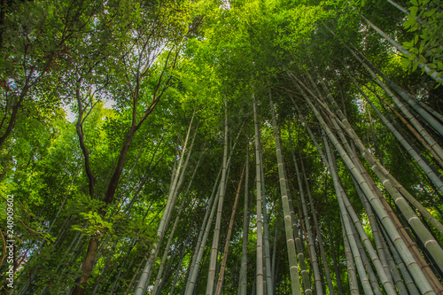 Bamboo forest Arashiyama, Kyoto, Japan (high angle)