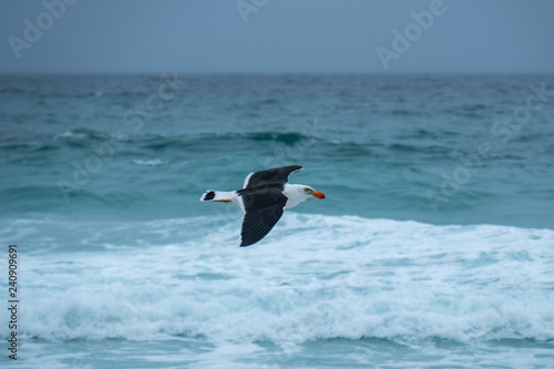 Pacific Gull  Larus pacifica  flying off the Friendly Beaches  Freycinet National Park  Tasmania on a stormy day