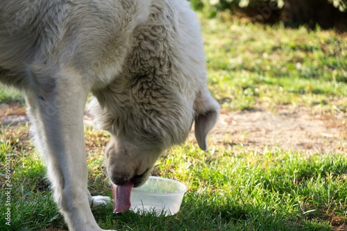 Slovak Chuvach dog in the garden. Slovakia photo