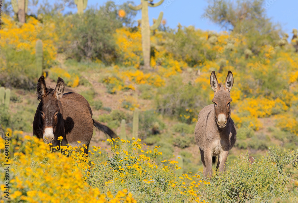 Ταπετσαρία Wild Burros in the Arizona Desert