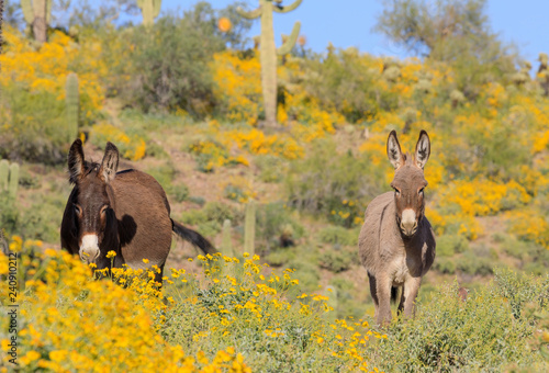 Canvas Print Wild Burros in the Arizona Desert