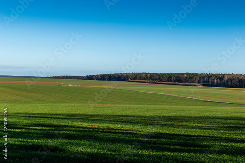 Green field. Warm, snowless winter in the Czech Republic