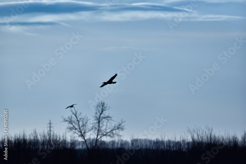 Cloudy background with flying bird