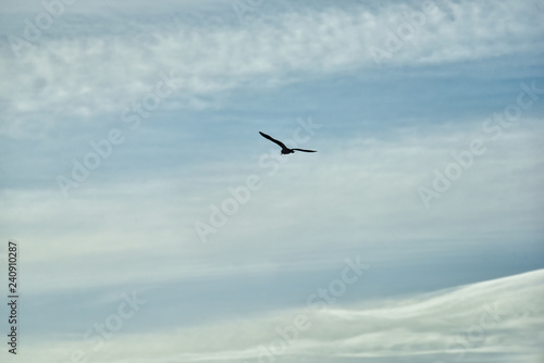 Cloudy background with flying bird