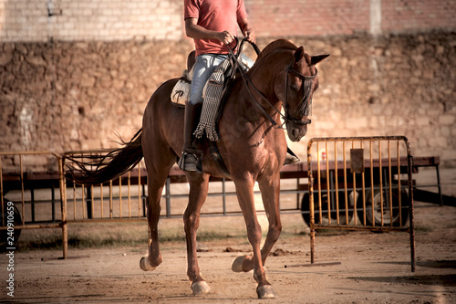 montando caballos andaluces en acción