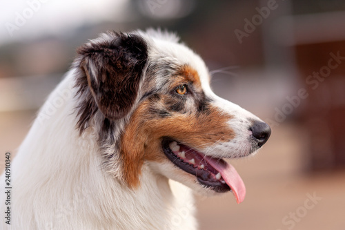 Retrato de perfil de perros Pastor Australiano