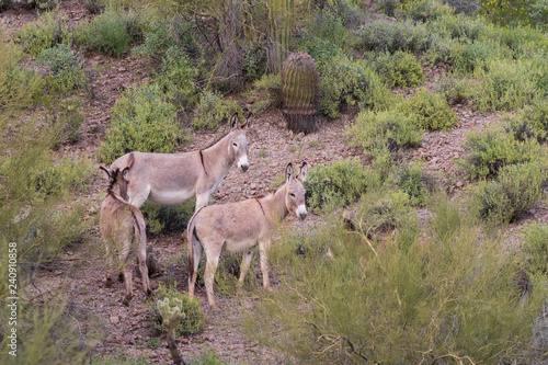 Wild Burros in the Arizona Desert