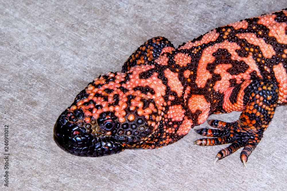 Gila Monster on Portrait on Grey Background Gila Monster on Portrait on Grey Background
