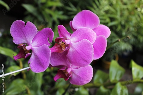 Orqu  deas Phalaenopsis Roxa