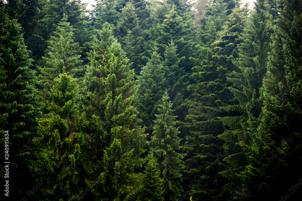 Fototapeta premium las świerkowy