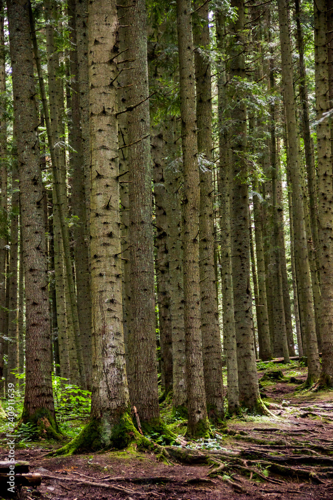Fototapeta premium a spruce forest