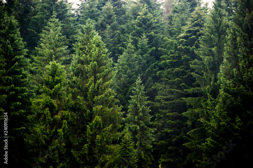 a spruce forest Fototapet