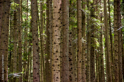 Fototapeta Naklejka Na Ścianę i Meble -  a spruce forest