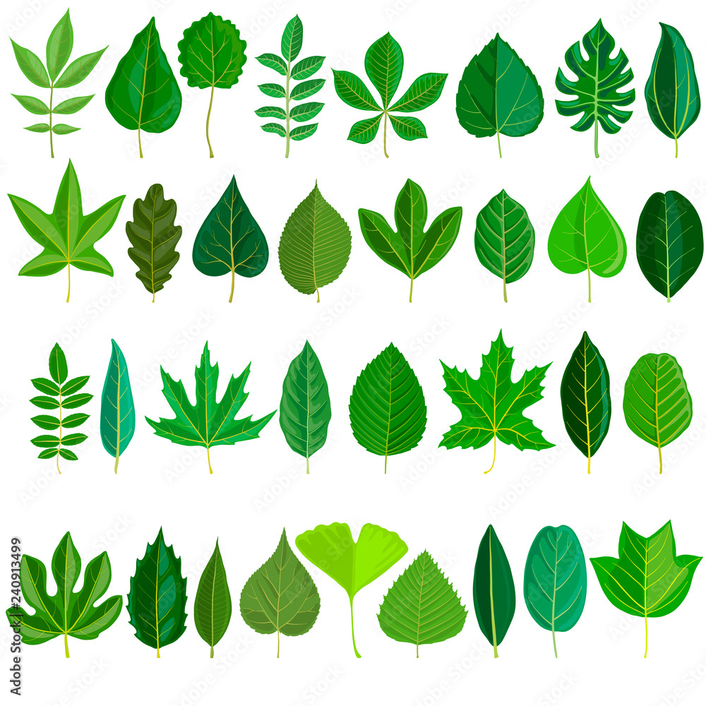 vector set of tree leaves