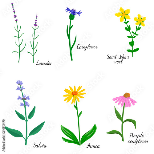 vector drawing plant of Hypericum