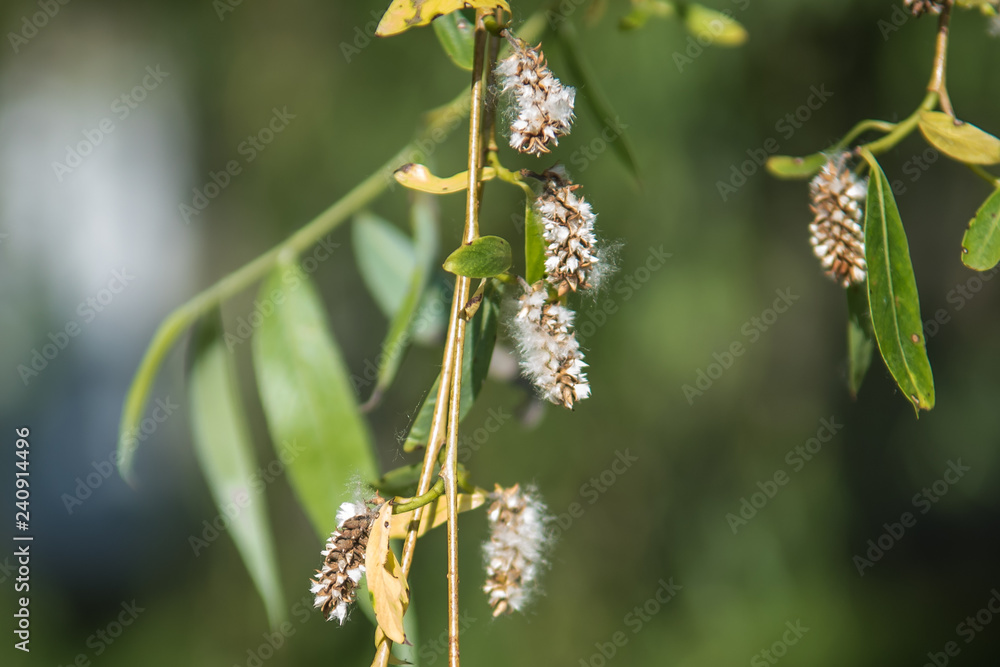 Willow flowers Willow flowers