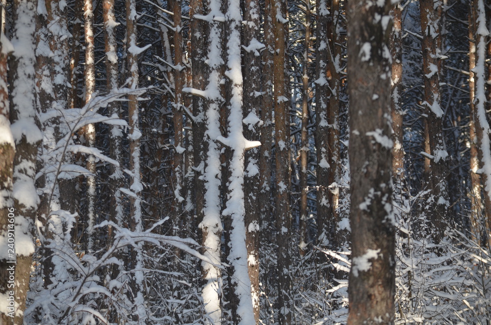 Fototapeta premium texture of wood