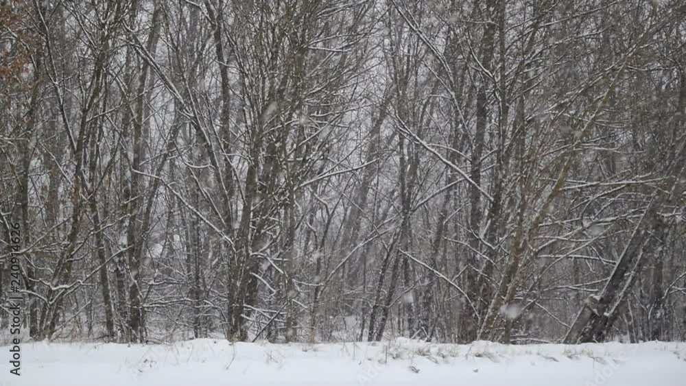 Snow in the forest. Snow in the forest.