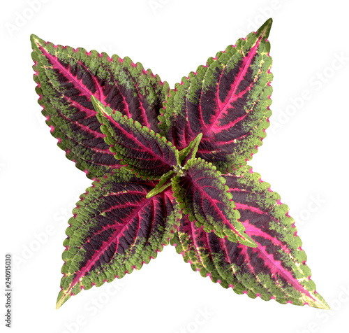  leaves with a white background