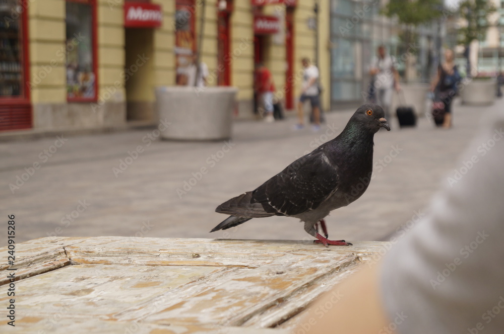 Obraz premium pigeon