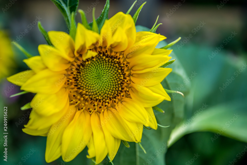 Obraz premium Sunflower