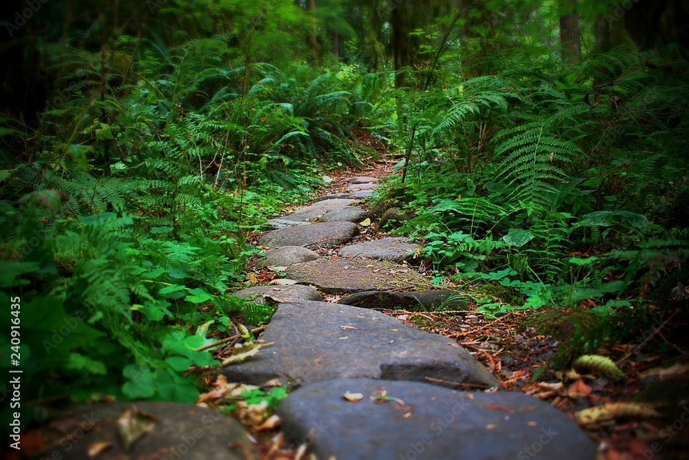 Fototapeta premium Stone Path in Forest