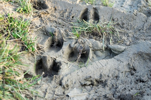 Deer footprint in the mud. Slovakia